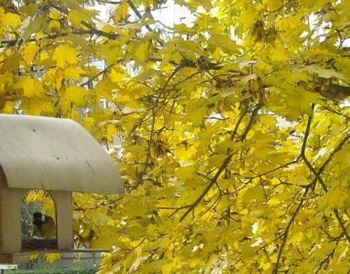 És a cinegemadár az etetőn.