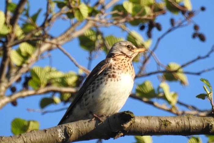 ÖRÖMITTAS LETT A VÁGY